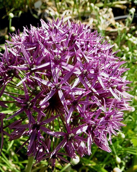 Allium Violet Beauty